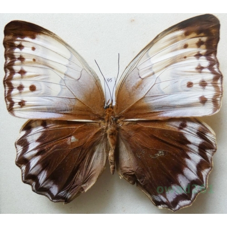 Stichophthalma camadeva (Westwood, 1848) Thailand 95mm95